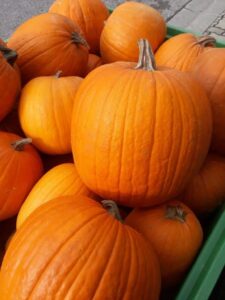 ZUCCHE-e1570523741818